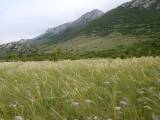 27. polje cikova